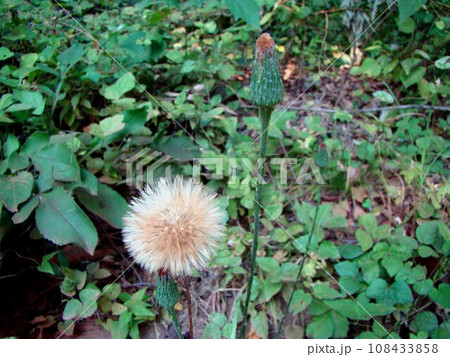 センボンヤリ 108433858