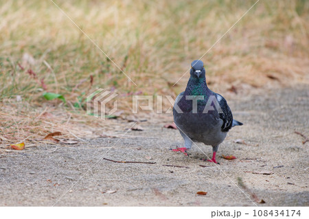 地面を歩く鳩 地面を歩く鳩 108434174