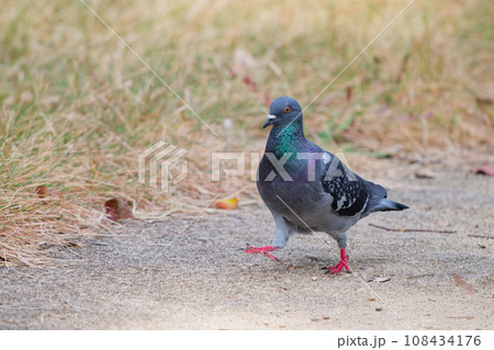 地面に降りた鳩 地面に降りた鳩 108434176