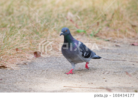 地面に降りた鳩 地面に降りた鳩 108434177
