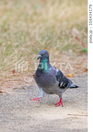 地面に降りた鳩 108434179