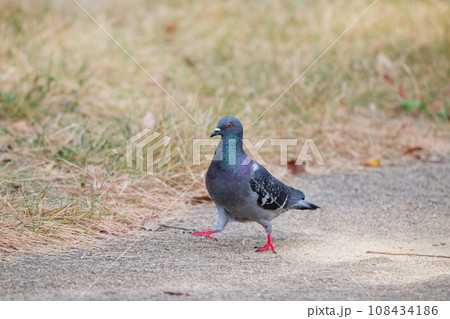 地面に降りた鳩 108434186