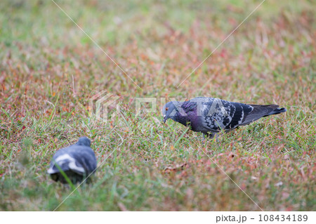 公園の芝生の上で餌を探す鳩 公園の芝生の上で餌を探す鳩 108434189