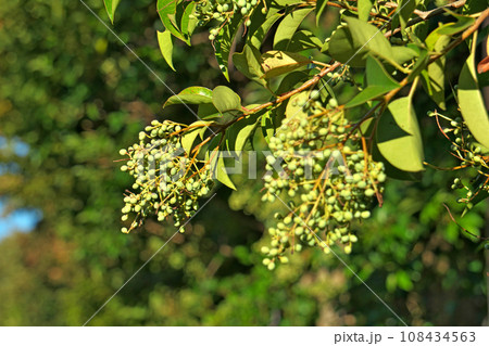 緑色のトウネズミモチの実(秋、十月) 緑色のトウネズミモチの実(秋、十月) 108434563
