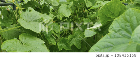 Greenhouse with cucumbers, dense foliage of cucumbers. Farm for growing vegetables. Greenhouse with cucumbers, dense foliage of cucumbers. Farm for growing vegetables. 108435159