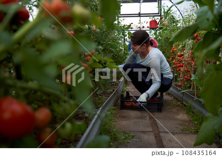 Woman harvesting tomatoes in a greenhouse. Farm for growing vegetables. 108435164
