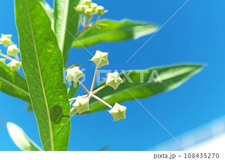白いフウセントウワタの蕾（秋、十月） 108435270