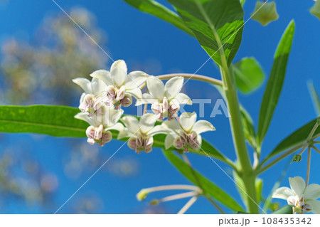 白いフウセントウワタの花（秋、十月） 108435342