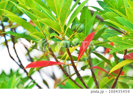 ホルトノキの緑色の実(秋、十月) ホルトノキの緑色の実(秋、十月) 108435459