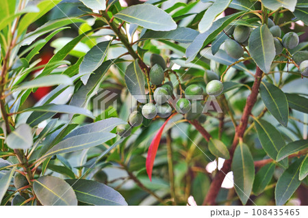 ホルトノキの緑色の実(秋、十月) ホルトノキの緑色の実(秋、十月) 108435465