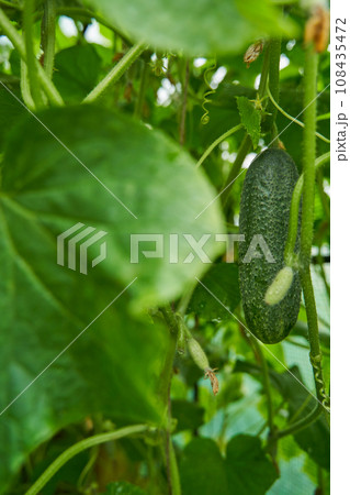 Green cucumbers grown in greenhouse. Farm for growing vegetables. 108435472