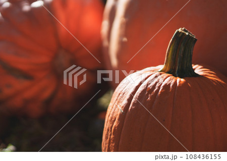 ハロウィンのかぼちゃがたくさんあるハロウィン ハロウィンのかぼちゃがたくさんあるハロウィン 108436155
