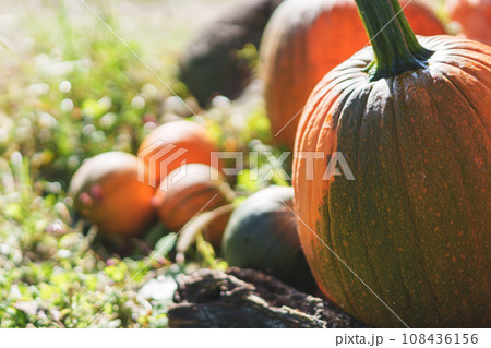 ハロウィンのかぼちゃがたくさんあるハロウィン ハロウィンのかぼちゃがたくさんあるハロウィン 108436156