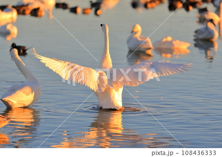 羽ばたく白鳥　イメージ 108436333