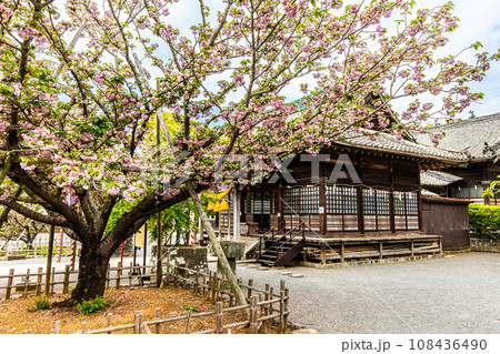 大村神社のオオムラザクラ　【長崎県大村市】 108436490