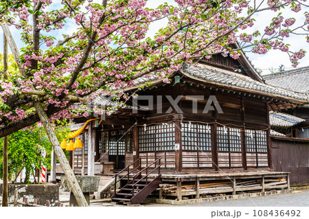 大村神社のオオムラザクラ 【長崎県大村市】 大村神社のオオムラザクラ 【長崎県大村市】 108436492