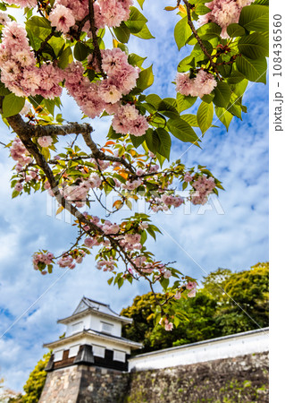 大村公園のオオムラザクラ 【長崎県大村市】 大村公園のオオムラザクラ 【長崎県大村市】 108436560