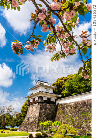 大村公園のオオムラザクラ 【長崎県大村市】 大村公園のオオムラザクラ 【長崎県大村市】 108436572