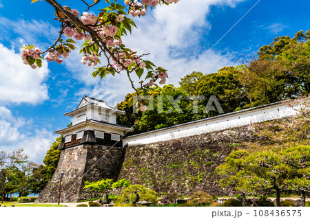大村公園のオオムラザクラ 【長崎県大村市】 大村公園のオオムラザクラ 【長崎県大村市】 108436575