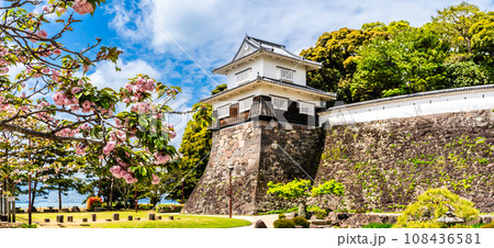 大村公園のオオムラザクラ パノラマ 【長崎県大村市】 大村公園のオオムラザクラ パノラマ 【長崎県大村市】 108436581