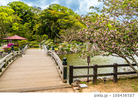 大村公園のオオムラザクラ 【長崎県大村市】 大村公園のオオムラザクラ 【長崎県大村市】 108436587