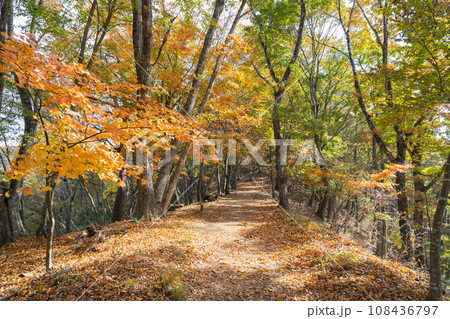 河口湖天上山公園から天上山へ向かう登山道 108436797