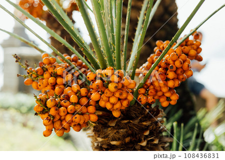 Yellow dates fruits on the tree, Phoenix Dactylifera. Nature banner 108436831