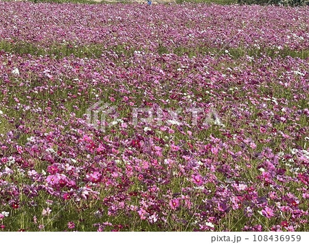 コスモス 風景 コスモス 風景 108436959