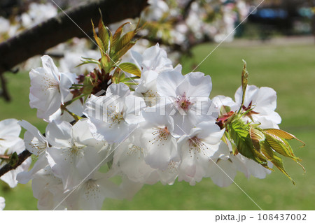 桜の花びら 108437002