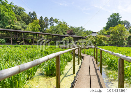 千葉県松戸市　あじさいで有名な本土寺の菖蒲園 108438664