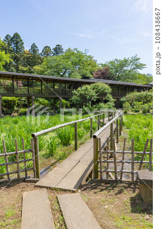 千葉県松戸市 あじさいで有名な本土寺の菖蒲園 千葉県松戸市 あじさいで有名な本土寺の菖蒲園 108438667