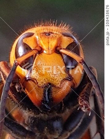 オオスズメバチ オオスズメバチ 108438676