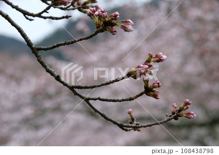 咲き始めた桜 108438798