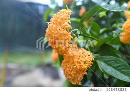 Orange Ixora flower the west indian jasmine growing in Nha Trang Vietnam Orange Ixora flower the west indian jasmine growing in Nha Trang Vietnam 108438821