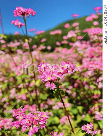 赤蕎麦の花 108438837