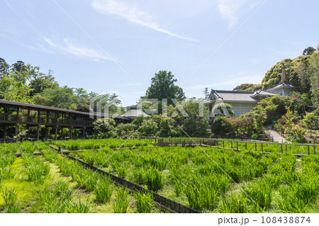千葉県松戸市 あじさいで有名な本土寺の菖蒲園 千葉県松戸市 あじさいで有名な本土寺の菖蒲園 108438874
