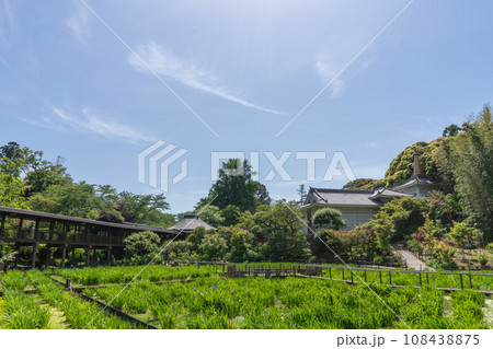 千葉県松戸市 あじさいで有名な本土寺の菖蒲園 千葉県松戸市 あじさいで有名な本土寺の菖蒲園 108438875