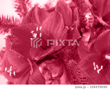 Winter bouquet with amaryllis and fir branches. Trendy color of the year 2023, Viva Magenta. 108439090