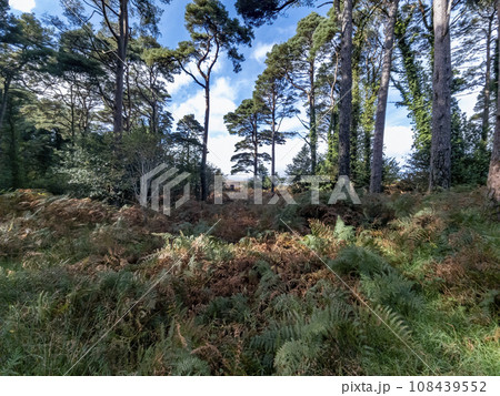 Scots Pine trees in County Donegal - Ireland Scots Pine trees in County Donegal - Ireland 108439552