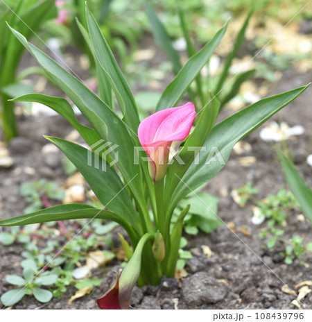 Zantedeschia rehmannii flower (calla) growing in Russian Far East Zantedeschia rehmannii flower (calla) growing in Russian Far East 108439796
