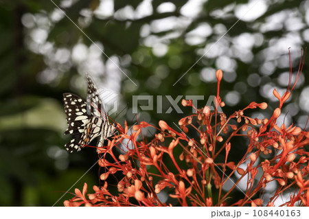 The beautiful butterfly on flower is show beauty wing in nature garden The beautiful butterfly on flower is show beauty wing in nature garden 108440163
