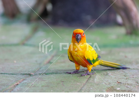 The mini parrot bird on floor 108440174