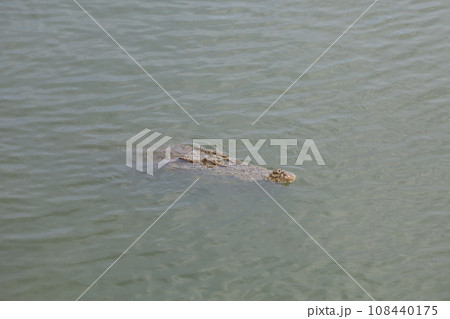 Close up big head crocodile is show head in river 108440175
