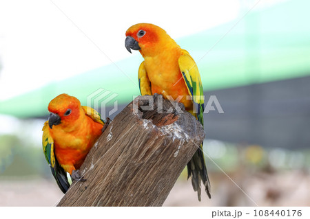 The mini parrot bird on stick tree The mini parrot bird on stick tree 108440176