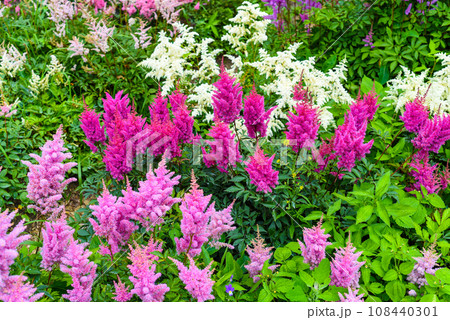 Astilbe variety Montgomery, Kvele, Mont Blanc 108440301