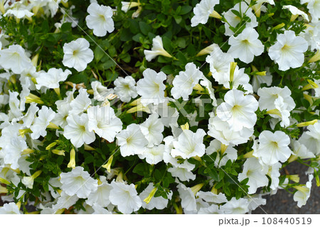 Classic white petunia flowers growing in Russian Far East Classic white petunia flowers growing in Russian Far East 108440519
