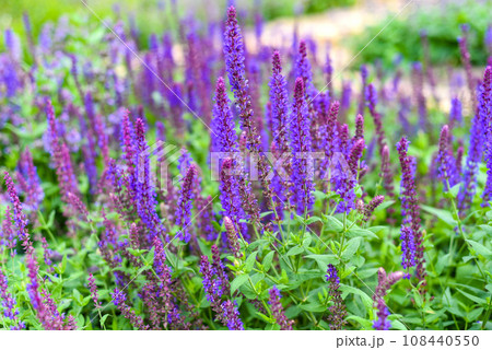 Salvia nemorosa plant growing in Far East Salvia nemorosa plant growing in Far East 108440550