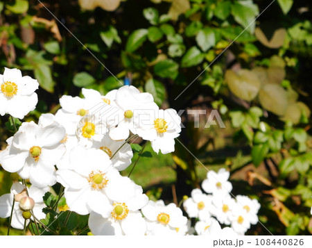 白いシュウメイギクの花 白いシュウメイギクの花 108440826