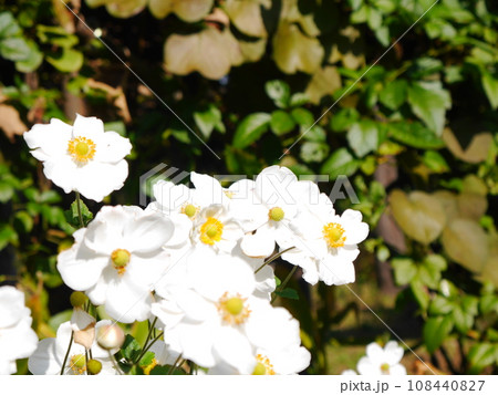 白いシュウメイギクの花 白いシュウメイギクの花 108440827