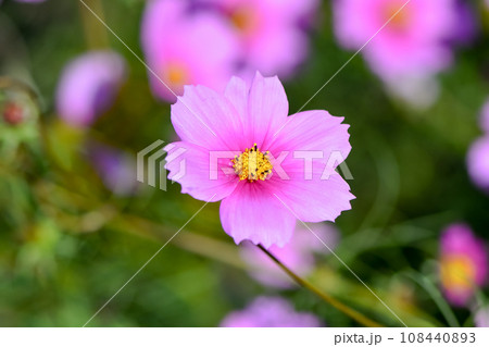秋の花コスモス 108440893